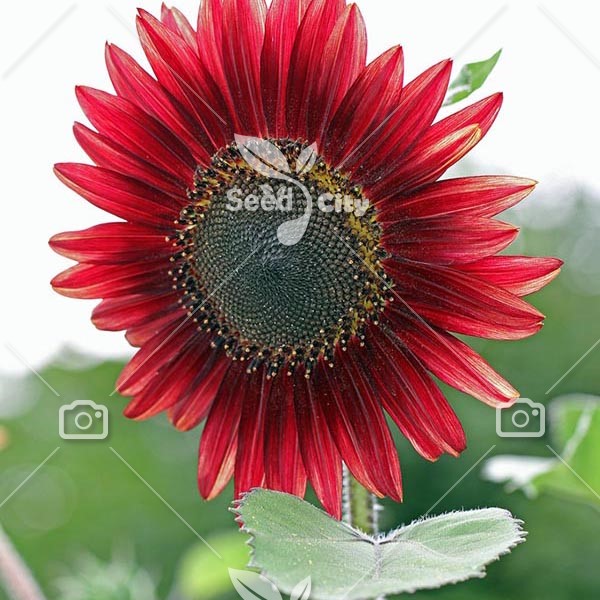 بذر آفتابگردان قرمز – Red Sunflower
