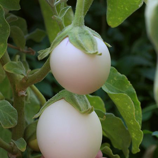 بذر بادمجان تخم مرغی – Eggplant