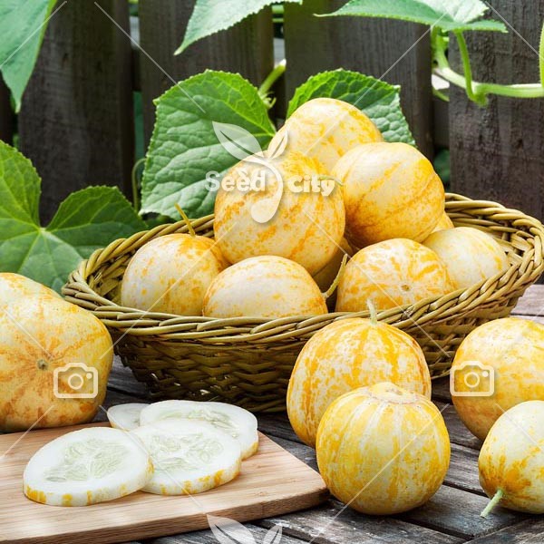 بذر خیار لیمویی - Lemon Cucumber