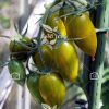 بذر  گوجه تایگر زیتونی – Green lucky Tiger