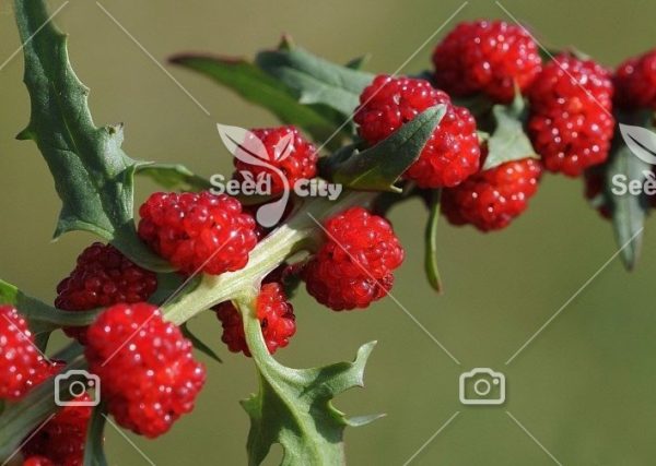 بذر کمیاب توت فرنگی بلایت - Strawberry Blite