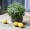 بذر ریحان لیمویی – Lemon Basil