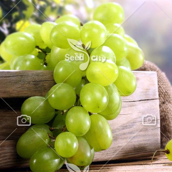 بذر انگور سبز – Torontel Grape