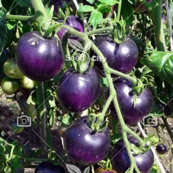 بذر گوجه چری بنفش – Purple Indigo Rose Tomato