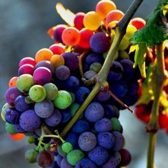 بذر انگور رنگین کمان - Rainbow Grape