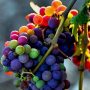بذر انگور رنگین کمان - Rainbow Grape