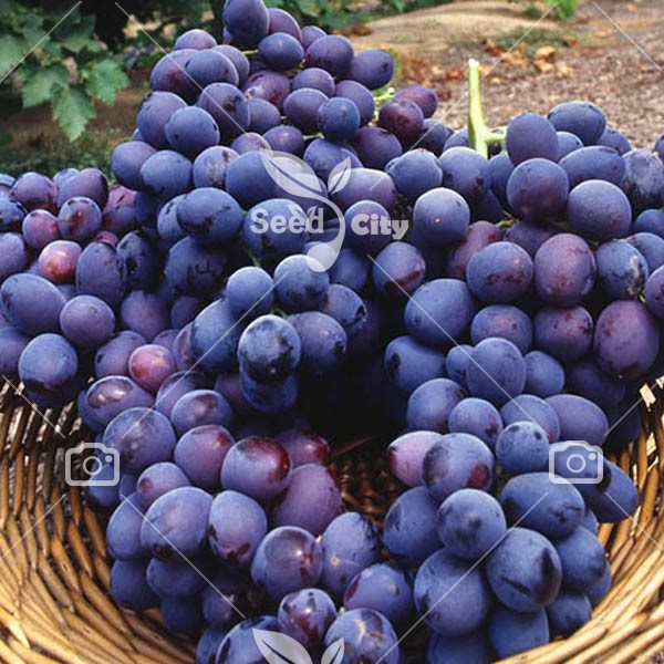 بذر انگور ویرجنیا – Virginia Grape