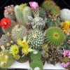 بذر کاکتوس میکس - Cactus
