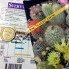 بذر کاکتوس میکس - Cactus