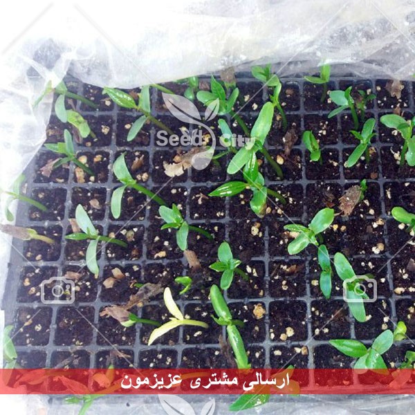 بذر گل خوش عطر پلومریا – Plumeria
