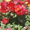 بذر رز هفت رنگ - Rainbow Rose