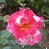 بذر رز هفت رنگ - Rainbow Rose