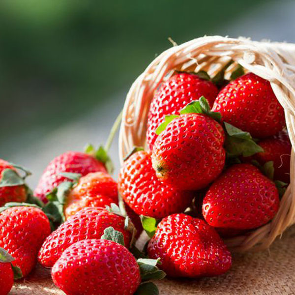 بذر توت فرنگی – Strawberry
