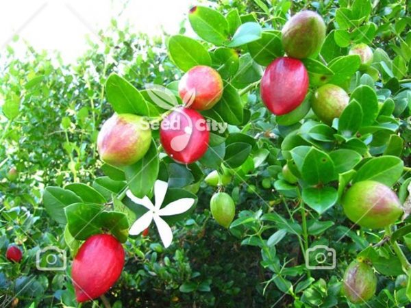 بذر آلو درختی ناتال - Natal Plum