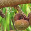 بذر انجیر گوش فیلی - Elephant Ear Fig