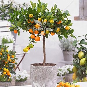 بذر بونسای پرتقال - Orange