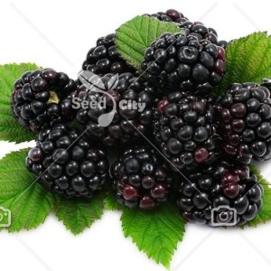 بذر تمشک (بلک بری) - Blackberry