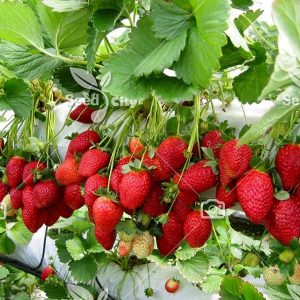 بذر توت فرنگی گلخانه ای - Strawberry