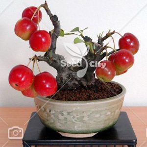 بذر سیب گلدانی - Apple Bonsai