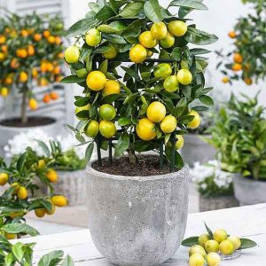 بذر لیموی سانتا ترسا - Lemon