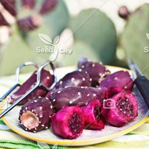 بذر میوه کاکتوس اپونتیا بنفش - Purple Opuntia