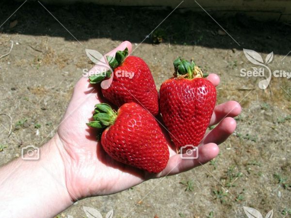 بذر وارداتی توت فرنگی فوق درشت - Giant Strawberrie