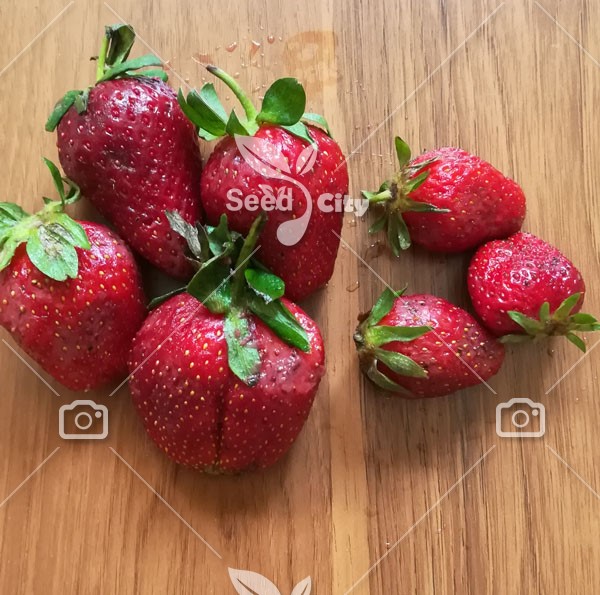 بذر وارداتی توت فرنگی فوق درشت - Giant Strawberrie