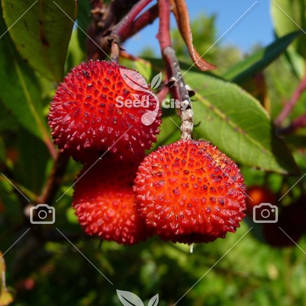 بذر کمیاب آربوزیا (توت فرنگی درختی) - Strawberry Tree