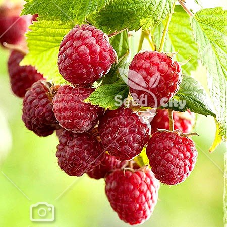 بذر کمیاب رازبری قرمز - Red Raspberry