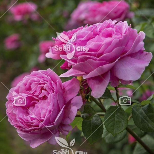 بذر گل محمدی - Damask Rose