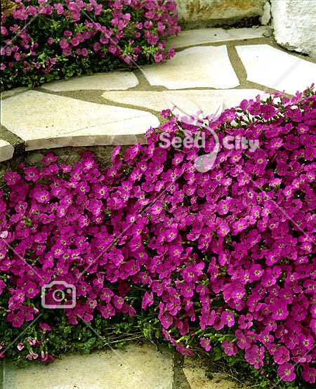 بذر گل اوبریتا صورتی - Pink Aubrieta