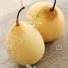 بذر گلابی چینی - Pear