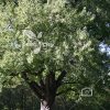 بذر افرای سفید - Silver Maple