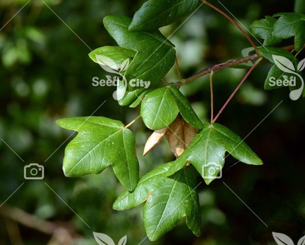 بذر بسیار کمیاب افرای کرکو - Acer Monspessulanum