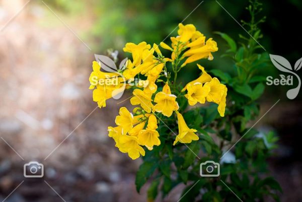بذر درختچه بسیار زیبای تکوما - Yellow Elder