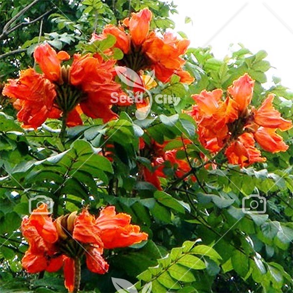 بذر کمیاب لاله درختی آفریقایی - African Tulip Tree