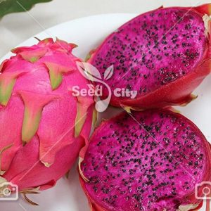 بذر کمیاب اژدها بنفش - Purple Dragon Fruit