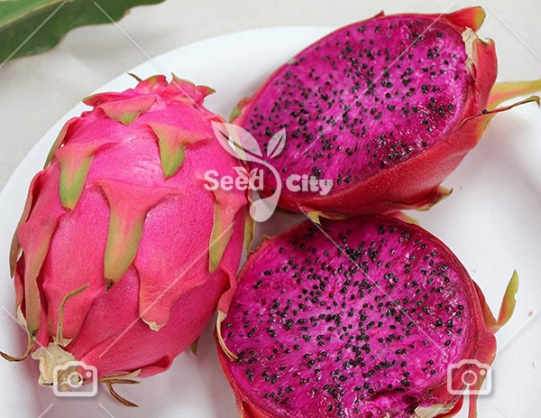 بذر کمیاب اژدها بنفش - Purple Dragon Fruit