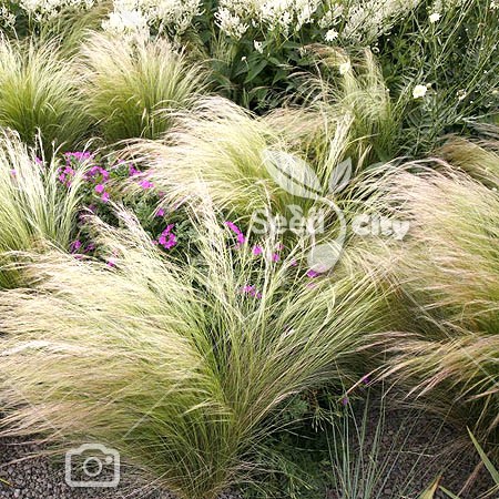 بذر گیاه پوششی استیپا بارباتا - Stipa Barbata