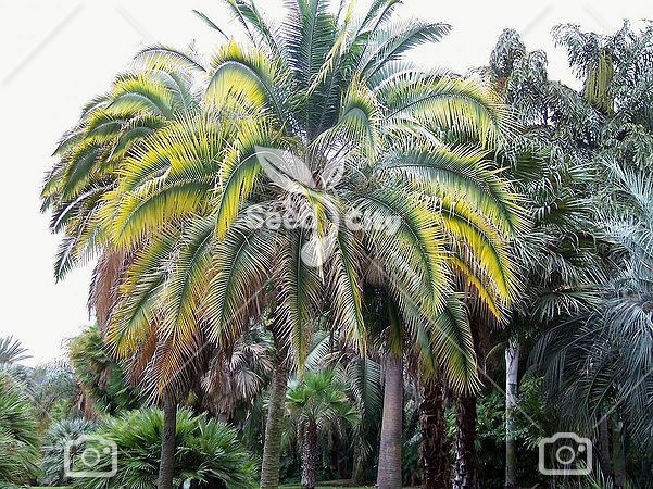 بذر نخل فونیکس – Phoenix Palm