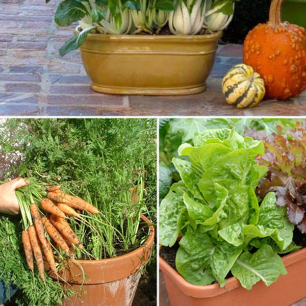 پکیج بذر سبزیجات شامل 17 بسته – Vegetable