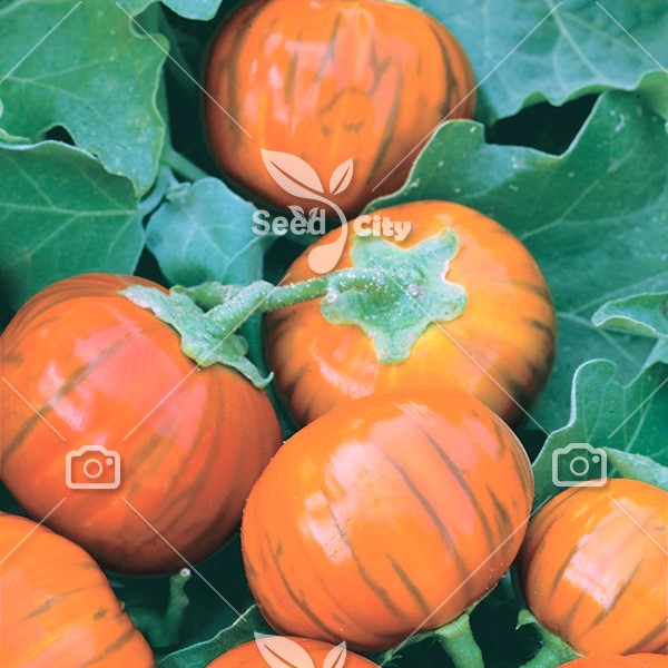 بذر بادمجان پرتقالی – Orange eggplant