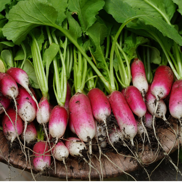 پکیج بذر سبزیجات شامل 17 بسته – Vegetable