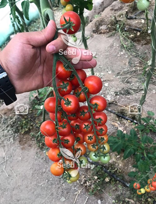 بذر گوجه سوپر سوئیت – Super Sweet