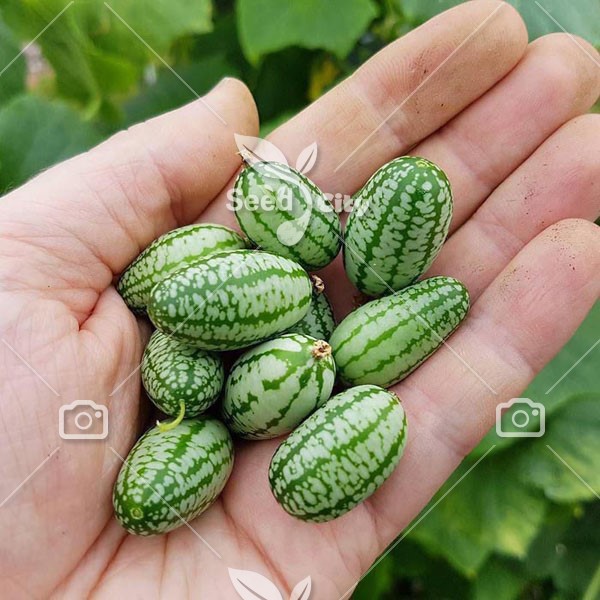 بذر خیار مکزیکی (هندوانه ای) – Mexican Sour Gherkin