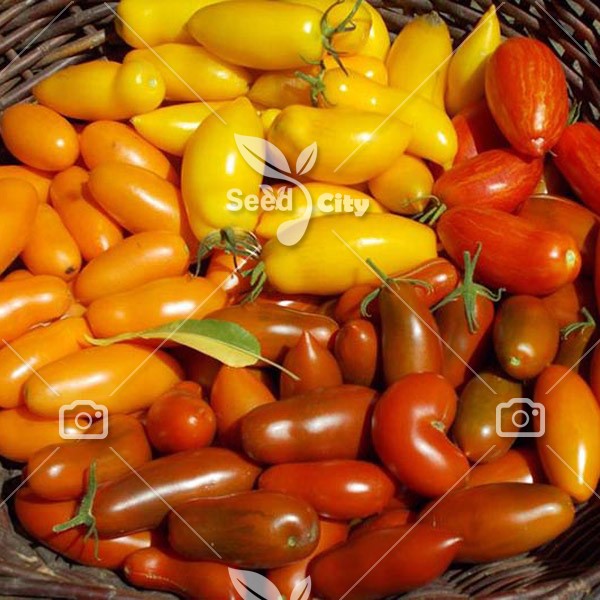 بذر گوجه موزی – Tomato