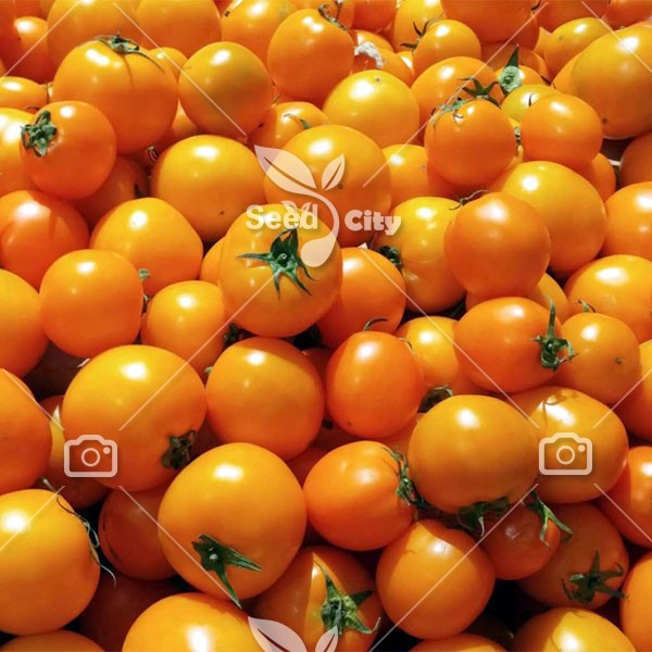 بذر گوجه ناگت طلایی – Gold Nugget Tomato