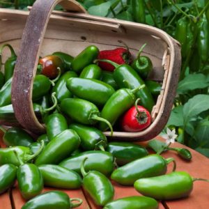 بذر هیبرید فلفل هالوپینو – Jalapeno Chilli Pepper