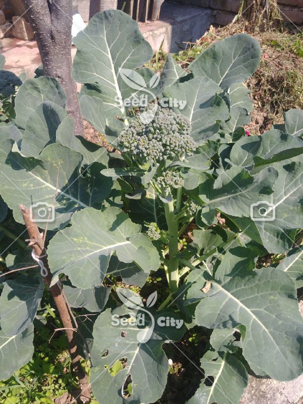 بذر کلم بروکلی – Broccoli