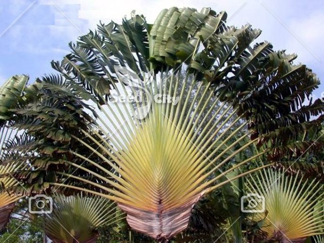 بذر نخل مسافر – Traveler Palm